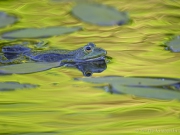 20260525_0260_PS_h_DxO_XD2s