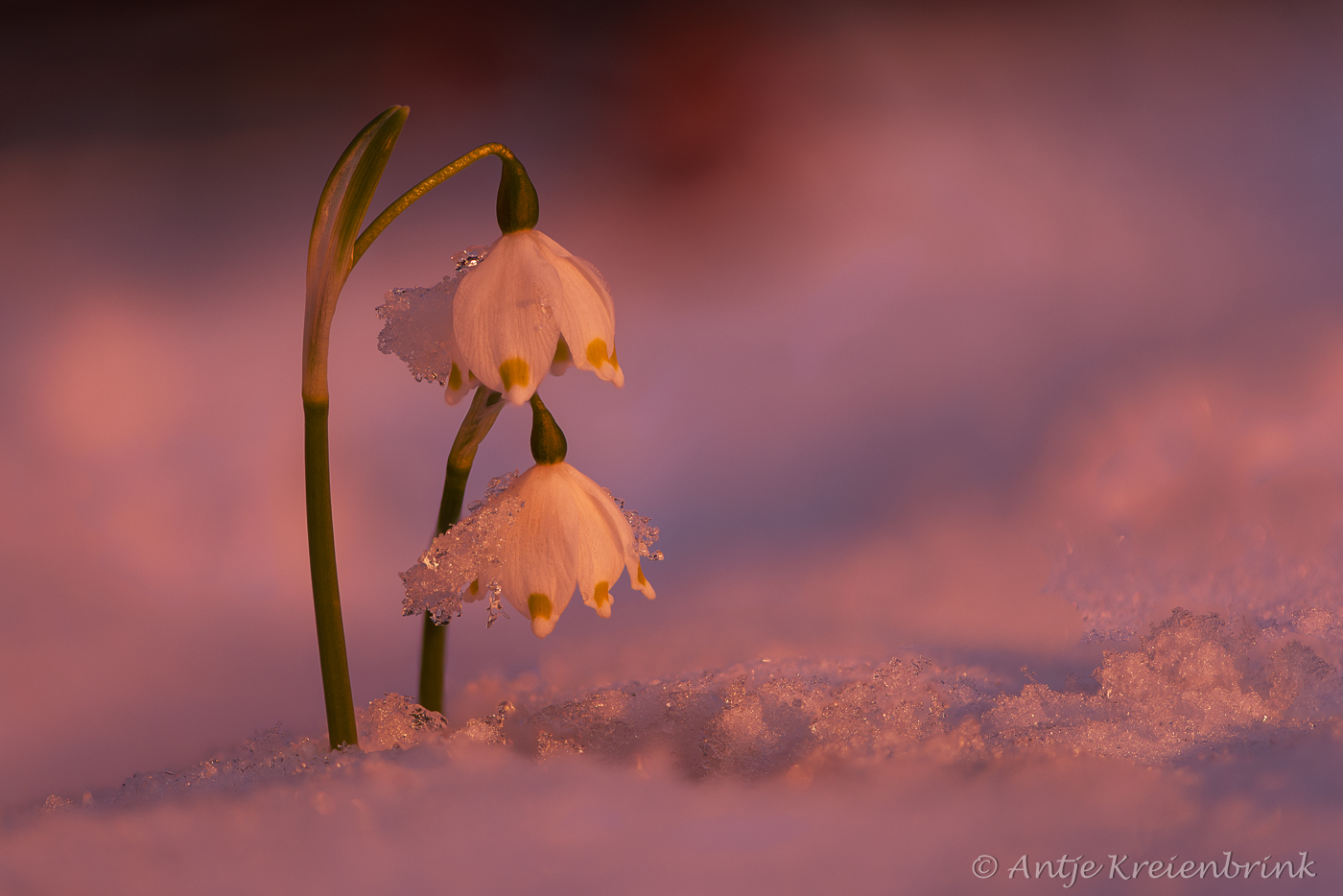 1_Fokus_2_PS_h_1_1612047_58_65_B_8_4_Kopie_Kopie