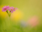 121_7978_Mehlprimel_Primula farinosa