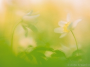 1528722_PS_NX2_PS_h