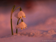 1_Fokus_2_PS_h_1_1612047_58_65_B_8_4_Kopie_Kopie