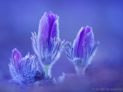 NaturFoto Pulsatilla