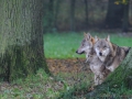 DSC_3303_1_Wolf_Canis lupus