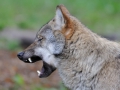 DSC_3384_Wolf_Canis lupus