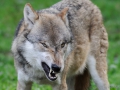 DSC_3456_Wolf_Canis lupus