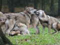 DSC_3514_Wolf_Canis lupus