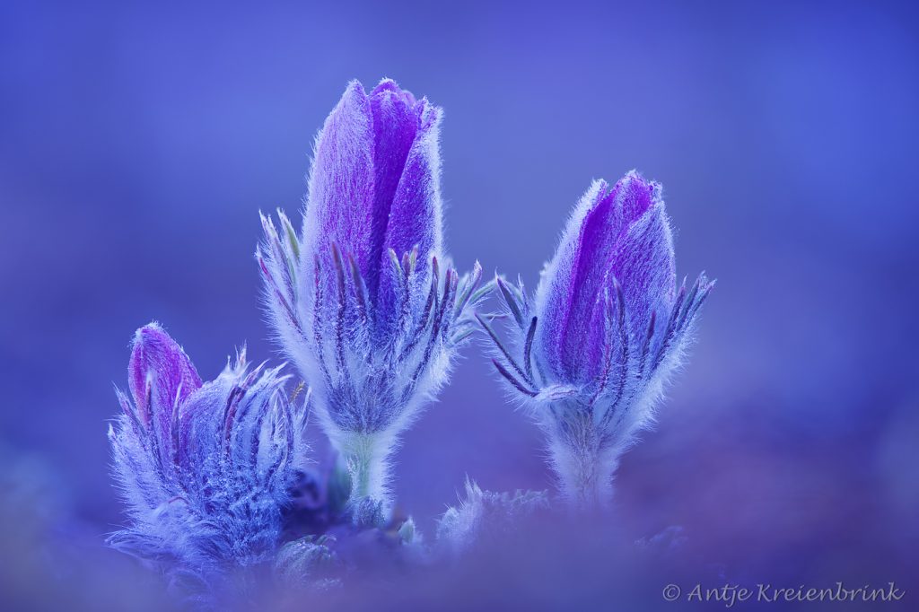 Pulsatilla, Kuhschelle, Frost, Eisige-Frühblüher, Natur-Foto, Makro, Antje-Kreienbrink